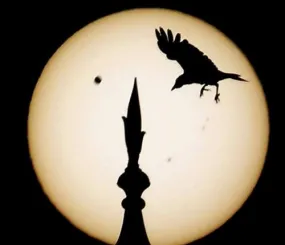 Птица и один из шпилей Тадж-Махала на фоне Солнечного диска во время транзита Венеры.