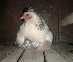 Котят спрятались от грозы под курицу