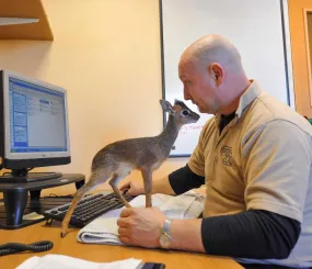 Детеныш антилопы дик-дик