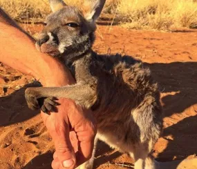 Австралиец Крис Барнс и его подопечный
