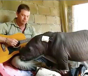 Спасённый носорог-девочка любит слушать игру на гитаре.  Она грустит, потому что брошена мамой
