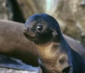 Морской котенок