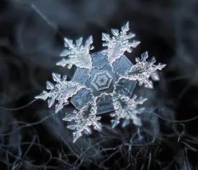 Снежинка. Фото Алексей Клятов