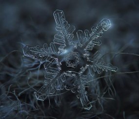 Снежинка. Фото Алексей Клятов