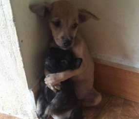 В Сийском монастыре приютили двух щенков, один из которых все время крепко обнимал младшего