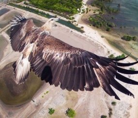 Орел летит над национальным парком Бали-Барат, Бали, Индонезия