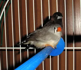 Крякушка и Лысый