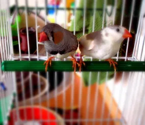 Принтер с подругой