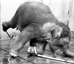 Во время шоу 20-летняя слониха по имени Тайк закатила истерику