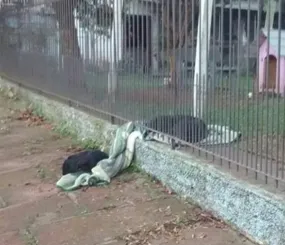 Пёс вытащил одеяло, чтобы поделиться с замерзающим другом