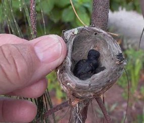 Гнездо с детенышем колибри