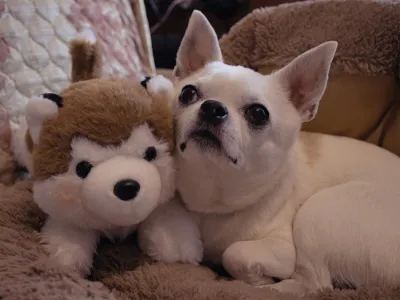 Что за уши у Венюши