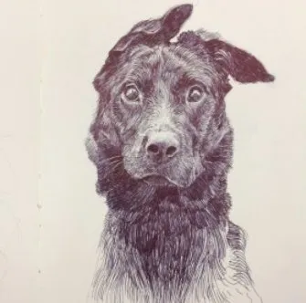 Собака