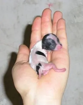 Маленький дружок