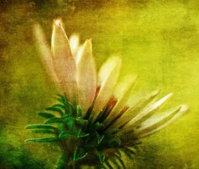 Автор Lois Bryan