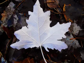 Изнанка тополиного листа