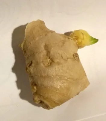 «Птенчик», выглядывающий из «дупла»