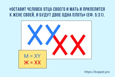 Женщина - ХХ, мужчина - ХУ