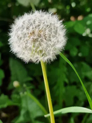 Одуван. Фото: Андрей Ковтун