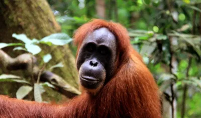 © Lana Priatna globallookpress.com