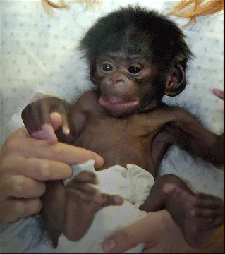 Детеныш шимпанзе