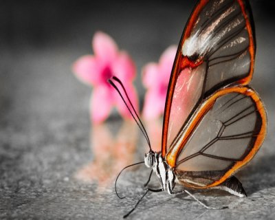Бабочка Greta oto с прозрачными крыльями