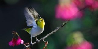 Птицей становится птица