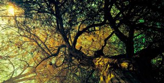 Стоять, как липа из последних сил...