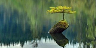 Мертвое бревно порождает живое дерево. Озеро Фейри
