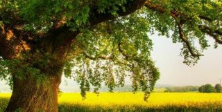 Жизненные процессы дерева протекают в узком коридоре