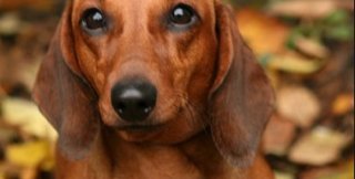 Интеллигентный = безвредный