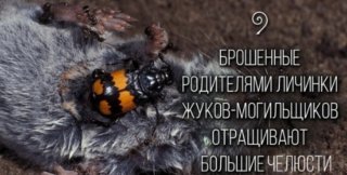 Брошенные родителями личинки жука-могильщика отращивают большие челюсти