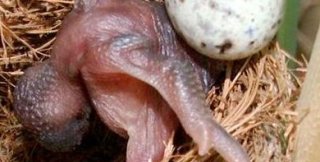 Лучшая терапия — не самостный человек рядом,  самостный — неизбежно — кукушонок...