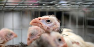 Фермерские индейки умерли от испуга, увидев ящерицу