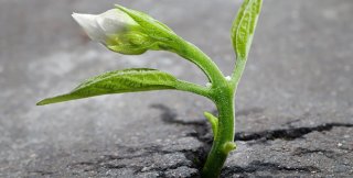Травинка из-под асфальта пробивается сквозь вероятности возможного