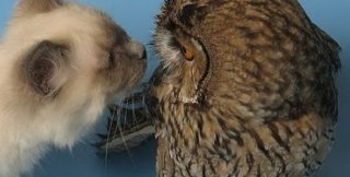 Возможна ли дружба с инославными?