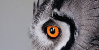 Лжедобрые люди своей лжедобротой убивают, а не спасают