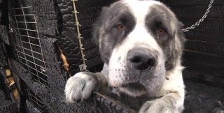 6 ноября - День памяти животных, погибших от рук человека