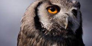 Некоторые люди внутри так устроены, что не хамить не могут