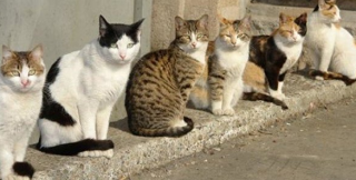 Кошки и подростки