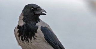 Передо мной спустилась ворона, ухватила за хвостик небольшой огрызок яблока...