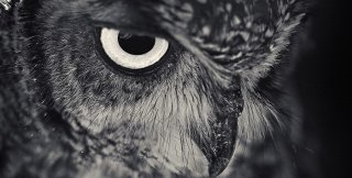 Быть бесчеловечными - это нетрудно