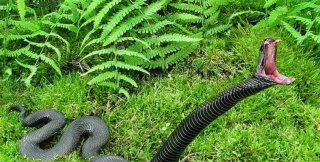 Кишечник - это змея