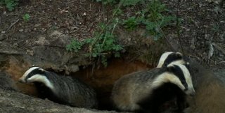 Барсуки передают свои норы потомкам