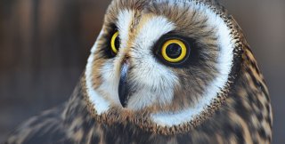 Где располагается глупость - там же, где и умность?