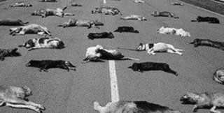 Фото сделано во Франции в 1980г. 