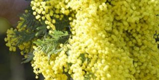 Жёлтое, солнечное пятно на тёмном фоне старого пальто