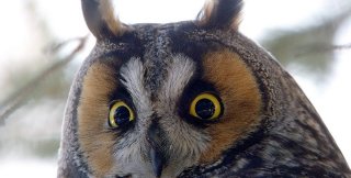 Обыватель - это человек...