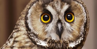 Прекрасен ли человек? Нет, он ужасен