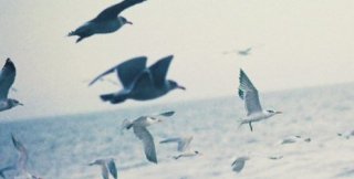 Нелетающие потому и не летают, что им дороже полёта нелётность ближнего